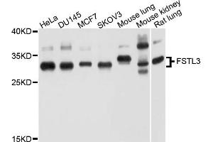 Western blot analysis of extract of various cells, using FSTL3 antibody. (FSTL3 抗体)