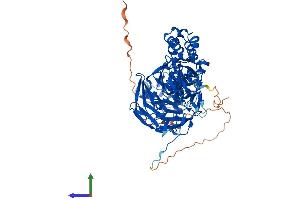 Protein Structure (PS) image for Kelch-Like 13 (KLHL13) (AA 1-655) protein (His tag) (ABIN7554365)
