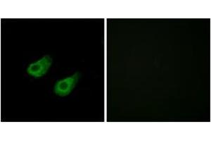 Immunofluorescence analysis of HeLa cells, using JIP3 Antibody. (JIP3 抗体  (AA 621-670))