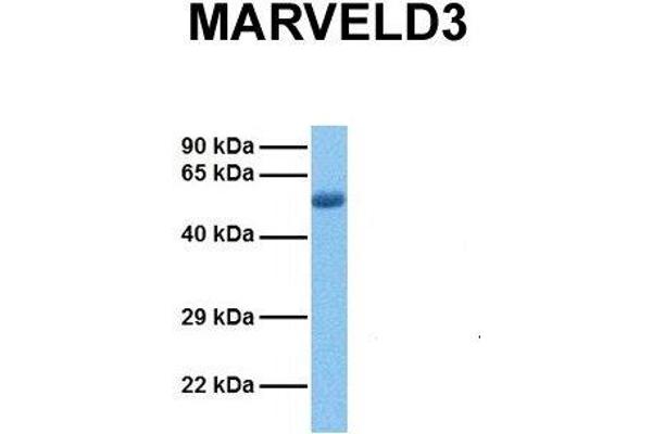 MARVELD3 抗体  (Middle Region)