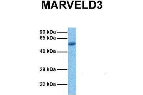 MARVELD3 antibody  (Middle Region)