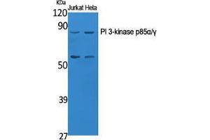 Western Blotting (WB) image for anti-Phosphoinositide 3 Kinase, p85 alpha/gamma (PI3K p85a/g) (Ser106) antibody (ABIN3186432) (PI3K p85 alpha/gamma 抗体  (Ser106))