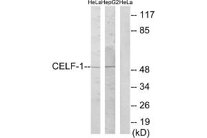 Western blot analysis of extracts from HeLa cells and HepG2 cells, using CELF-1 antibody. (CELF1 抗体  (Internal Region))