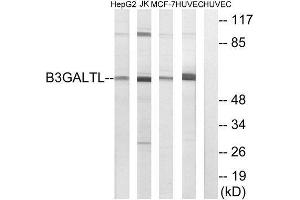 Western Blotting (WB) image for anti-beta 1,3-Galactosyltransferase-Like (B3GALTL) (C-Term) antibody (ABIN1850900) (B3GALTL 抗体  (C-Term))