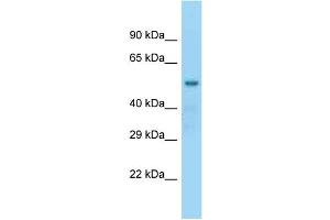 WB Suggested Anti-Nap1l2 Antibody Titration: 1. (NAP1L2 抗体  (N-Term))