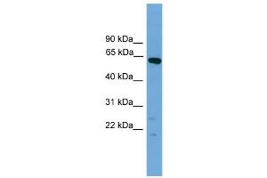 WB Suggested Anti-Tbx22 Antibody Titration:  0. (T-Box 22 抗体  (N-Term))