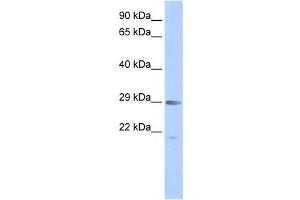 Western Blotting (WB) image for anti-Mortality Factor 4 (MORF4) antibody (ABIN2459128) (MORF4 抗体)