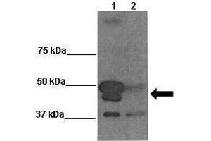 Sample Type: Lane 1:241 µg siRUVBL1 transfected human Saos2 cells Lane 2: 041 µg untransfected human Saos2 cells Primary Antibody Dilution: 1:0000Secondary Antibody: Anti-rabbit-HRP Secondary Antibody Dilution: 1:0000 Color/Signal Descriptions: BAG5  Gene Name: Wenwei Hu, Xuetian Yue, Rutgers Cancer Institute of New Jersey. (BAG5 抗体  (C-Term))