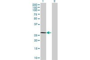 Lane 1: HES4 transfected lysate ( 24. (HES4 293T Cell Transient Overexpression Lysate(Denatured))