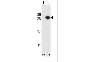 Western Blotting (WB) image for anti-rho GDP Dissociation Inhibitor (GDI) alpha (ARHGDIA) (AA 112-140), (C-Term) antibody (ABIN389429)