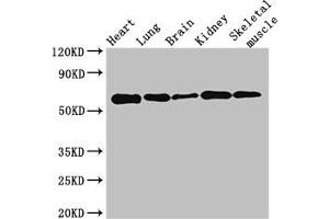 Western Blot Positive WB detected in: Mouse heart tissue, Mouse lung tissue, Mouse brain tissue, Mouse kidney tissue, Mouse skeletal muscle tissue All lanes: KPNA4 antibody at 3. (KPNA4 抗体  (AA 51-239))