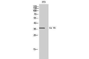 Western Blotting (WB) image for anti-Carbonic Anhydrase VB, Mitochondrial (CA5B) (C-Term) antibody (ABIN3174110) (CA5B 抗体  (C-Term))
