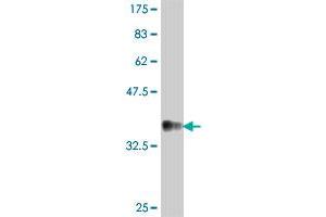 Western Blot detection against Immunogen (37. (NDUFV1 抗体  (AA 365-464))