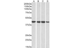 ABIN185434 (0. (RAE1 抗体  (C-Term))