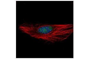 ICC/IF Image Confocal immunofluorescence analysis (Olympus FV10i) of paraformaldehyde-fixed HeLa, using RBM28, antibody (Green) at 1:100 dilution. (RBM28 抗体  (C-Term))