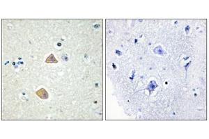 Immunohistochemistry analysis of paraffin-embedded human brain tissue using EFNA5 antibody. (Ephrin A5 抗体  (Internal Region))