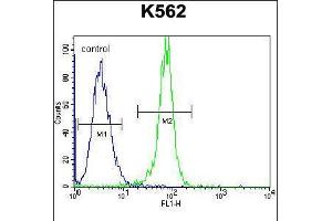 Flow cytometric analysis of K562 cells (right histogram) compared to a negative control cell (left histogram). (STUB1 抗体  (C-Term))