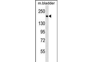 Mouse Sash1 Antibody (C-term) (ABIN1537635 and ABIN2838234) western blot analysis in mouse bladder tissue lysates (35 μg/lane). (SASH1 抗体  (C-Term))
