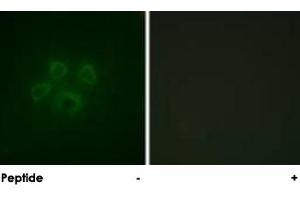 Immunofluorescence analysis of HepG2 cells, using GRB10 polyclonal antibody . (GRB10 抗体)