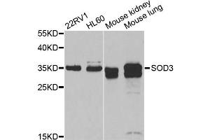 Western blot analysis of extracts of various cell lines, using SOD3 antibody (ABIN5974200) at 1/1000 dilution. (SOD3 抗体)
