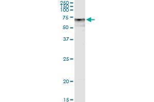 Immunoprecipitation of DPYSL5 transfected lysate using anti-DPYSL5 MaxPab rabbit polyclonal antibody and Protein A Magnetic Bead , and immunoblotted with DPYSL5 purified MaxPab mouse polyclonal antibody (B01P) . (DPYSL5 抗体  (AA 1-564))