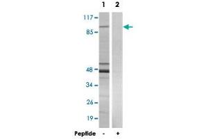 Western blot analysis of extracts from 293 cells, using NFATC4 polyclonal antibody . (NFATC4 抗体)