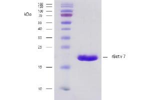 Recombinant allergen rBet v 7 purity verification. (PPIL1 蛋白)