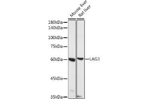 Western blot analysis of extracts of various cell lines, using L antibody (ABIN1680647, ABIN1680648, ABIN5664204 and ABIN6219974) at 1:500 dilution. (LAG3 抗体  (AA 29-170))