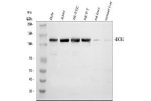 Western blot analysis of ECE1 using anti-ECE1 antibody (ABIN5518828). (ECE1 抗体  (AA 18-233))
