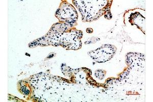 Immunohistochemical analysis of paraffin-embedded human-placenta, antibody was diluted at 1:200 (EDNRB 抗体  (AA 31-80))
