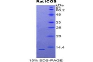 SDS-PAGE (SDS) image for Inducible T-Cell Co-Stimulator (ICOS) (AA 39-133) protein (His tag) (ABIN1877620) (ICOS Protein (AA 39-133) (His tag))