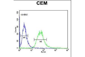 Flow cytometric analysis of CEM cells (right histogram) compared to a negative control cell (left histogram). (CA6 抗体  (C-Term))