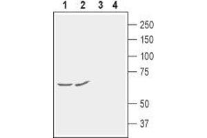 Western blot analysis of rat (lanes 1 and 3) and mouse (lanes 2 and 4) brain membranes: - 1,2. (KCNG1 抗体  (2nd Extracellular Loop))