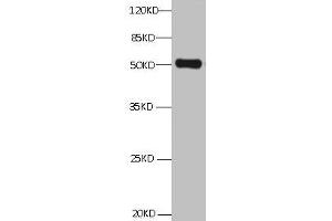 All Lanes:Mouse anti ANXA2 Monoclonal antibody at 1 μg/mL lane 1:HepG2 whole cell lysate Secondary Goat polyclonal to Mouse IgG at 1/5000 dilution Predicted band size:39,41kd Observed band size:50KD (Annexin A2 抗体)