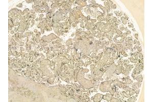 ABIN6260824 and ABIN6276849 at 1/100 staining human normal placenta tissue by IHC-P.