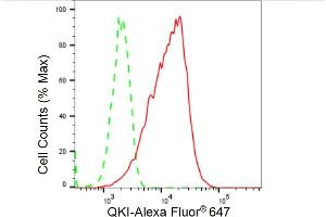 Flow cytometric analysis of QKI expression in C2C12 cells using QKI antibody (ABIN7800036), 1:2,000). (Recombinant QKI 抗体)