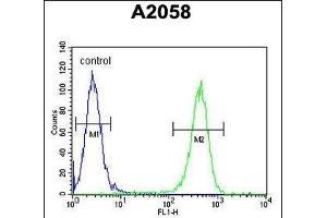 GFPT2 Antibody (Center) (ABIN653230 and ABIN2842763) flow cytometric analysis of  cells (right histogram) compared to a negative control cell (left histogram). (GFPT2 抗体  (AA 175-201))