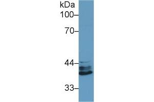 Detection of IRF1 in Human Jurkat cell lysate using Polyclonal Antibody to Interferon Regulatory Factor 1 (IRF1) (IRF1 抗体  (AA 44-319))