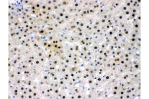 IHC testing of FFPE rat liver with NFIA antibody at 1ug/ml. (NFIA 抗体  (AA 180-224))