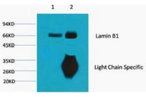 Immunoprecipitation (IP) analysis: 1) Input: Mouse Brain Tissue Lysate. (Lamin B1 抗体)