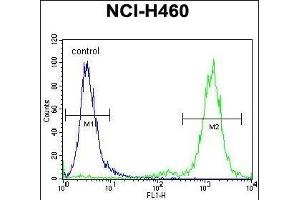Flow Cytometry (FACS) image for anti-Zinc Finger and SCAN Domain Containing 5B (ZSCAN5B) (AA 403-431), (C-Term) antibody (ABIN655366)