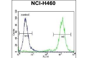 ZSCAN5B Antibody (C-term) (ABIN655366 and ABIN2844923) flow cytometric analysis of NCI- cells (right histogram) compared to a negative control cell (left histogram). (ZSCAN5B 抗体  (C-Term))