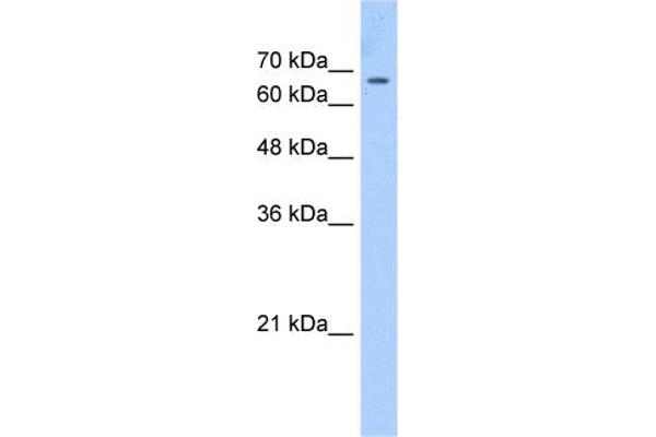 CDY1 抗体  (C-Term)