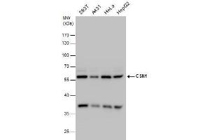 WB Image CSN1 antibody detects CSN1 protein by western blot analysis.
