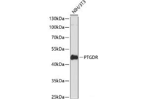 Western blot analysis of extracts of NIH/3T3 cells using PTGDR Polyclonal Antibody at dilution of 1:3000. (PTGDR 抗体)