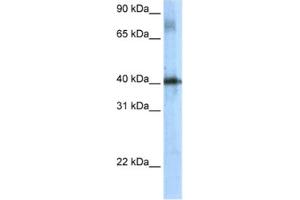 Western Blotting (WB) image for anti-TSC22 Domain Family, Member 4 (TSC22D4) antibody (ABIN2461507) (TSC22D4 抗体)