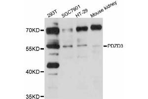 Western blot analysis of extracts of various cell lines, using PDZD3 antibody (ABIN5998488) at 1/1000 dilution. (PDZD3 抗体)