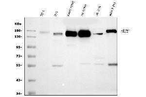 Western blot analysis of CD13/ANPEP using anti-CD13/ANPEP antibody (ABIN7600089).