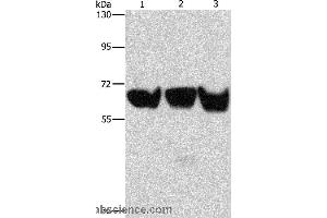 Western blot analysis of 293T, PC3 and hela cell, using ADRA1B Polyclonal Antibody at dilution of 1:500 (ADRA1B 抗体)