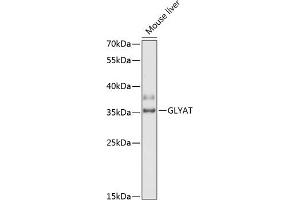 Western blot analysis of extracts of mouse liver, using GLYAT antibody (ABIN6131946, ABIN6141164, ABIN6141166 and ABIN6218343) at 1:3000 dilution. (GLYAT 抗体  (AA 1-163))